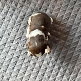 Boy 2 - Liver and white male Brittany puppy in Adairsville, Georgia from Rocking L Farms