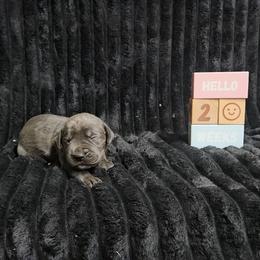 Purple collar - Gray female Cane Corso puppy in Fritch, Texas from Carrie Brown's Cane Corsos
