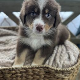 Girl 3: Poppy - Red tri-color female Australian Shepherd puppy in Volant, Pennsylvania from Addie's Aussies