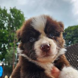 Dove - Red tri-color female Australian Shepherd puppy in Fultonville, New York from Sandy Aussies & Pomeranians