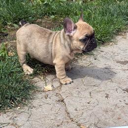 Little Guy - Fawn male French Bulldog puppy in Billings, Montana from Yellowstone Frenchies