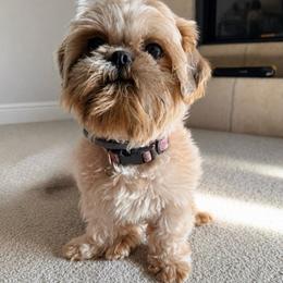 Poppy - Shih Tzu