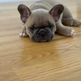 Dandy - French Bulldog puppy from Oregon Frenchie Paradise