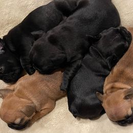 French Bulldogs from Chen French Bulldogs