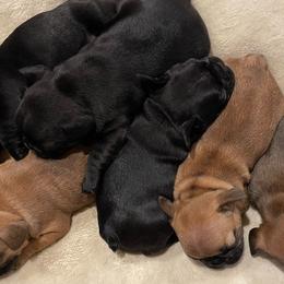 French Bulldogs from Chen French Bulldogs