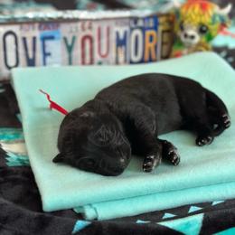 Zuko - Red Collar - Black male German Shepherd puppy in Iola, Wisconsin from Aus Hütehunde German Shepherds
