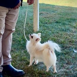 Max - Chihuahua