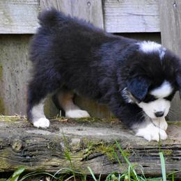 Australian Shepherds and Miniature American Shepherds from Bright Heart Aussies & Miniature American Shepherds