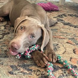 Nala - Silver gray Weimaraner puppy in Mount Cory, Ohio from Dustin's Weimeraners