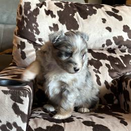 BMF - Blue merle female Australian Shepherd puppy in Lexington, Nebraska from Osborne's Aussies