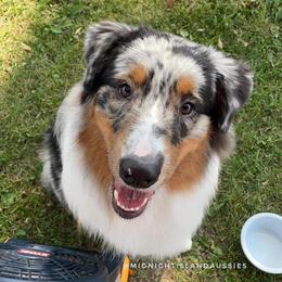 Australian Shepherds and Finnish Lapphunds from Midnight Island