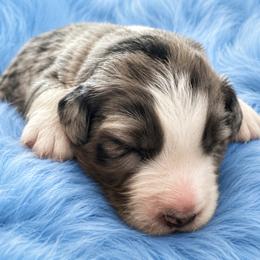 Tigger - Blue merle male Australian Shepherd puppy in Marshall, Virginia from Aussie Tales Farm