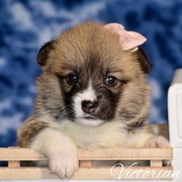 Violet - Red female Pembroke Welsh Corgi puppy in East Canton, Ohio from Victorian Farms