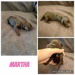 Martha - Brown female Poodle puppy in Piqua, Kansas from Legacy Farms Standard Poodles