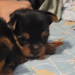 Boy - Black and gold male Yorkshire Terrier puppy in Gilbert, Arizona from Yorkie Your Soulmate Puppy
