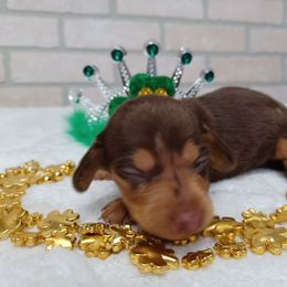 Basset Hound and Dachshund Puppies from Low Down Bassets