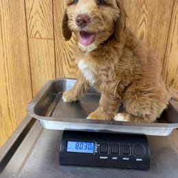 Red collar female - Gold female Australian Cobberdog puppy in Dover Foxcroft, Maine from Faberge Australian Cobberdog