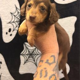 Jack - Chocolate and tan male Dachshund puppy in Spearman, Texas from Irlbeck Farm