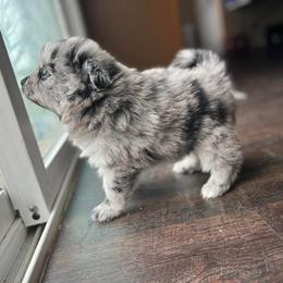 Pomeranian Puppies from Crosby Pom Squad