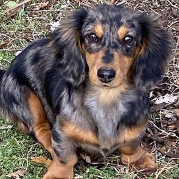 Millie - Dachshund