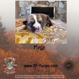 Cedar - Sable male Pembroke Welsh Corgi puppy in Elberta, Utah from 3F Farms- Pembroke Welsh Corgis and Irish Wolfhounds