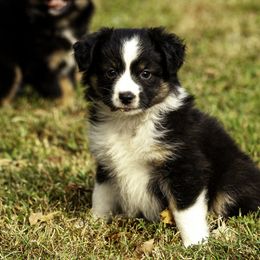 Girl 3 - Red tri-color female Miniature American Shepherd puppy in Franklinville, North Carolina from Fine Hill Miniature Americans