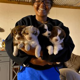 Miniature Australian Shepherd and Toy Australian Shepherd Puppies from Aussies by Mary at Temple Ranches