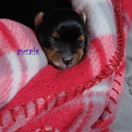 Purple girl - Black and tan female Yorkshire Terrier puppy in Pineville, Kentucky from Yorkies of Pineville