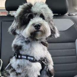 Aussiedoodles, Miniature Australian Shepherds, Poodles, and Toy Australian Shepherds from Sandy Creek Kennels