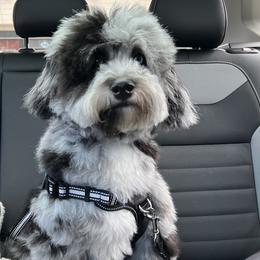 Aussiedoodles, Miniature Australian Shepherds, Poodles, and Toy Australian Shepherds from Sandy Creek Kennels