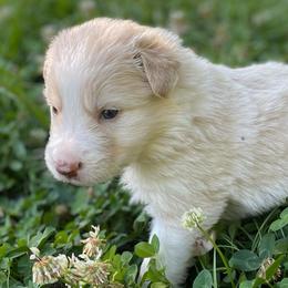 Black Collar - White and gold male Border Collie puppy in Gadsden, Alabama from Collie Wood Hills