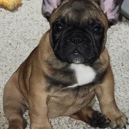 French Bulldog Puppies from Charmaine Wasenko