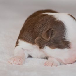 Miniature Australian Shepherd Puppies from Bellewynd Acres