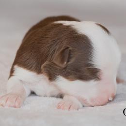 Miniature Australian Shepherd Puppies from Bellewynd Acres