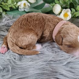 Goldendoodle and Poodle Puppies from Arizona Poodle Queen