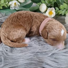 Goldendoodle and Poodle Puppies from Arizona Poodle Queen