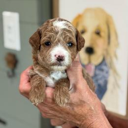Jalapeño - Red  male Goldendoodle puppy in Wharton, Texas from Little Fur Friends