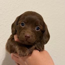 Solid Chocolate Longhair Female - Chocolate female Dachshund puppy in Horizon City, Texas from Micah's Minis