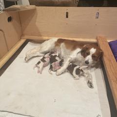 Labrador Retrievers and Nederlandse Kooikerhondjes from Three Oaks Farm