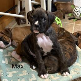 Max - Brindle male Boxer puppy in Rochester, Washington from Holly's Boxers of Rochester