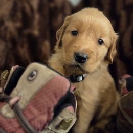 Frost  (Harvest Party) - Dark golden male Golden Retriever puppy in Lebanon, Oregon from Soda Springs Kennel
