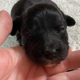 Baby blue - Black and white male Aussiedoodle puppy in Spring Hill, Tennessee from Duke's Mini & Toy Australian Shepherds & Aussiedoodles