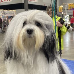 Havanese from OPA! Havanese (formerly Elysium Fields)