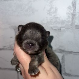 Bandit - Blue and tan male Pomeranian puppy in Perry County, Ohio from Speechless Pom’s