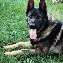 Ruby's Smoking Gun - German Shepherd