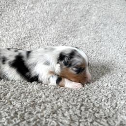 Boy 1 - Blue merle male Australian Shepherd puppy in Rochester, Massachusetts from Clover Creek Aussies