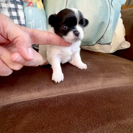 CHRISTMAS CAROL - Black and white female Chihuahua puppy in Richmond, Virginia from Bayberry ChihuahuasTM