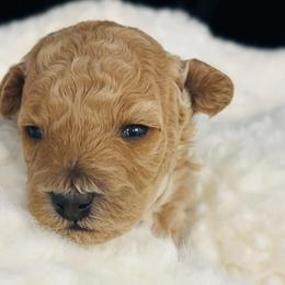 Larry Bird - Cream male Goldendoodle puppy in Piedmont, Oklahoma from Perdue Puppies