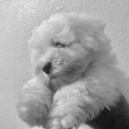 Coton de Tulear Puppies from Shiloh Cotons