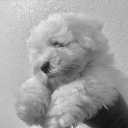 Coton de Tulear Puppies from Shiloh Cotons